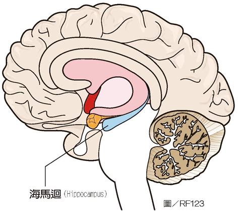 海馬迴作用|海馬的組成